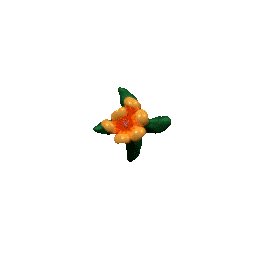 an animated orange flower that blooms outwards
